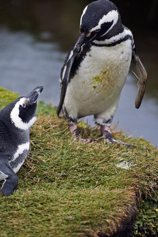 20071214 111019 D200 3900x2600.jpg - March of the Penguins, Otway Sound, Puntas Arenas, Chile.  "I'll teach you how to jump